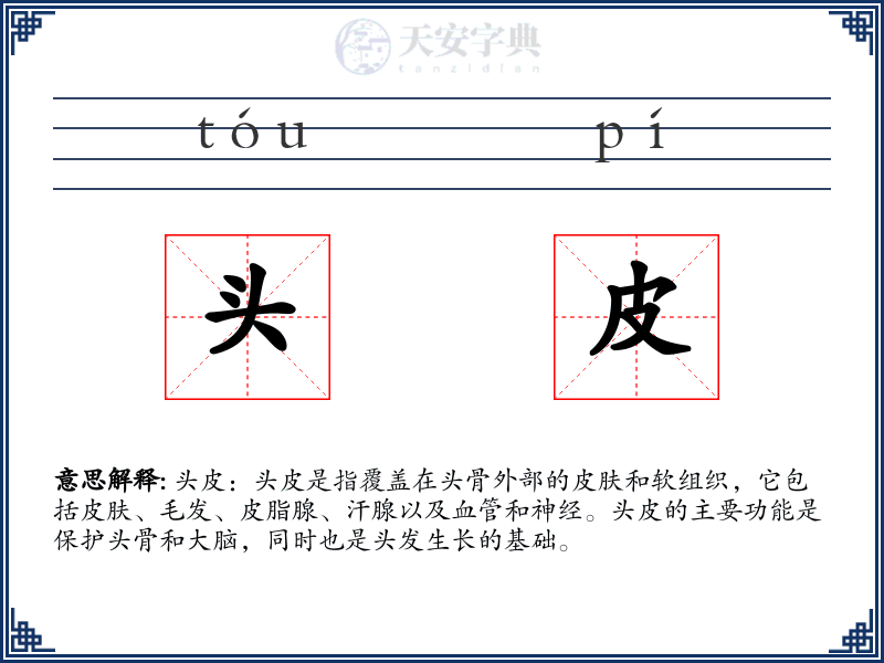 头皮
