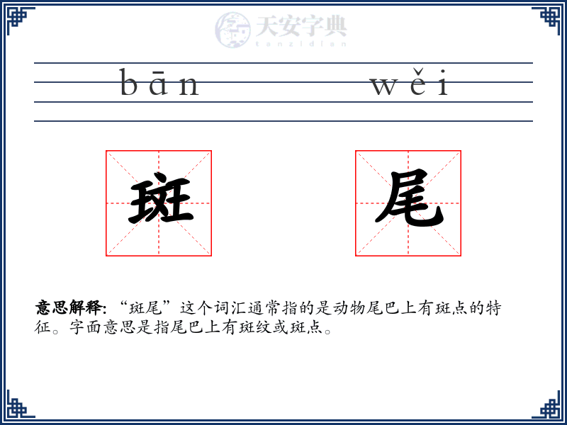 斑尾