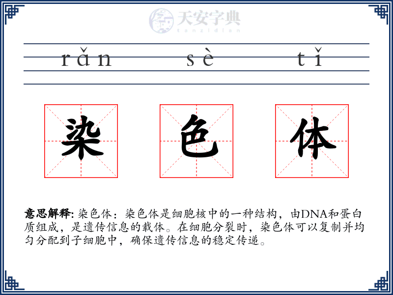 染色体