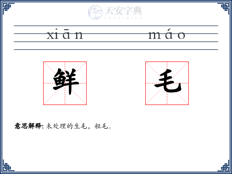 鲜毛