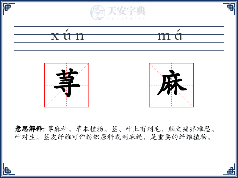 荨麻