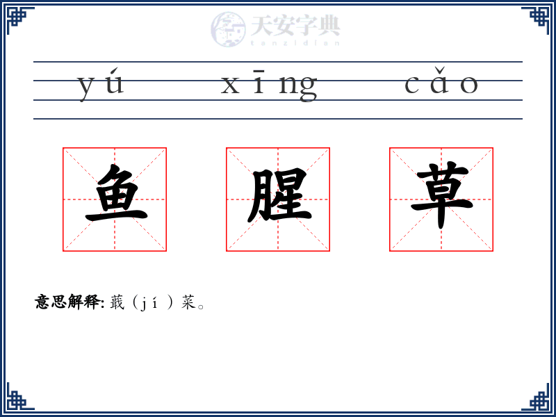 鱼腥草