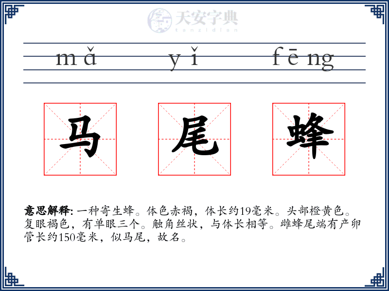 马尾蜂