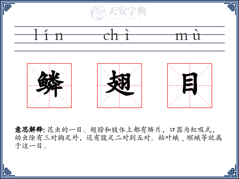 鳞翅目
