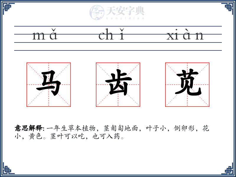 马齿苋