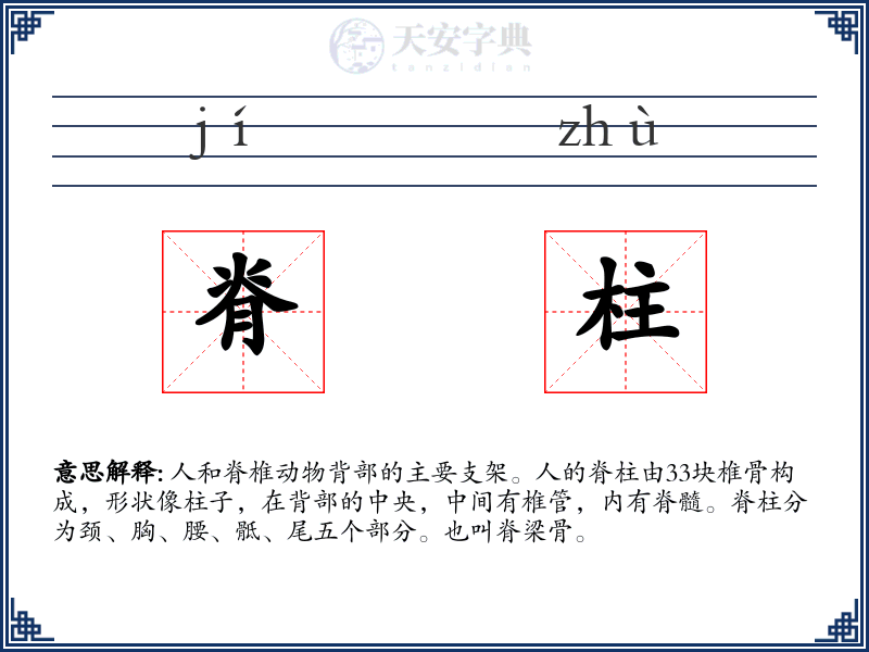 脊柱