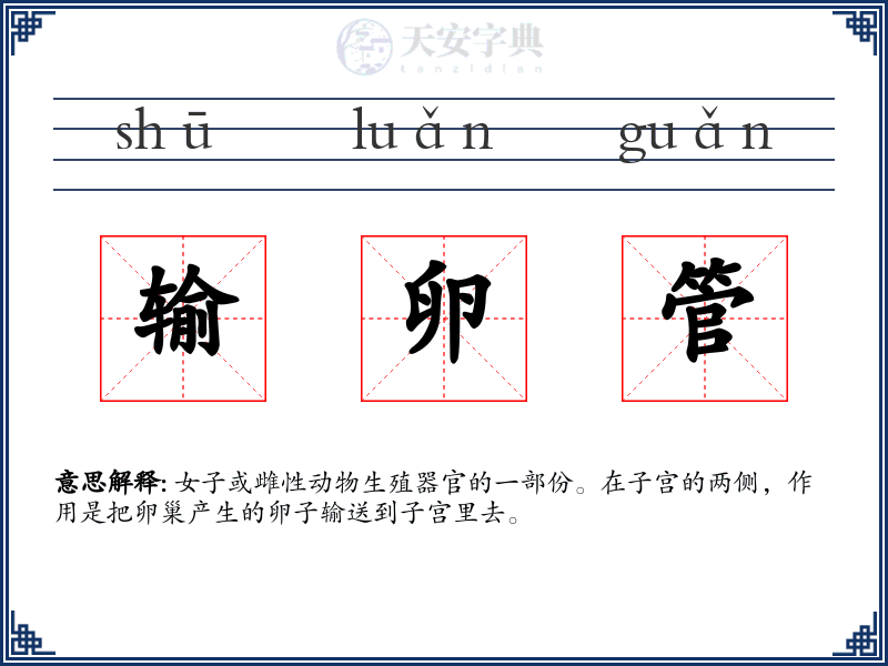 输卵管