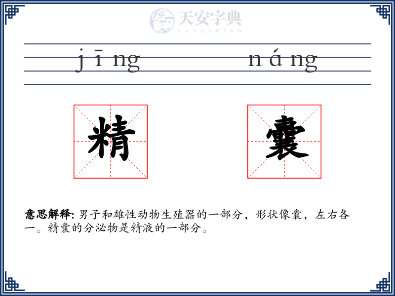 精囊