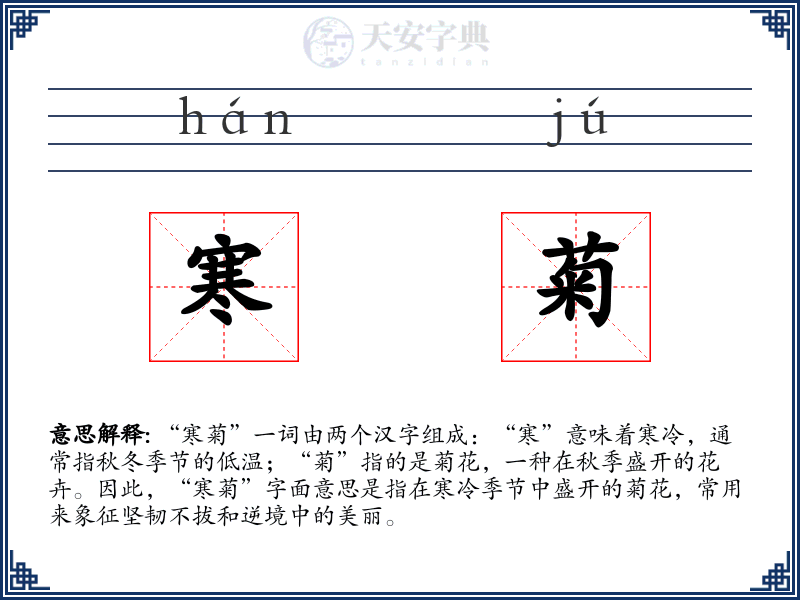 寒菊