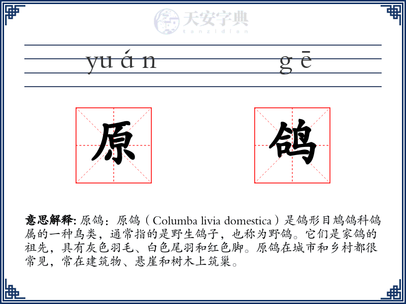 原鸽