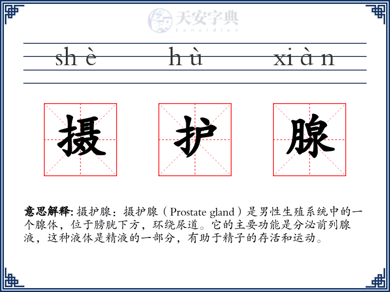 摄护腺