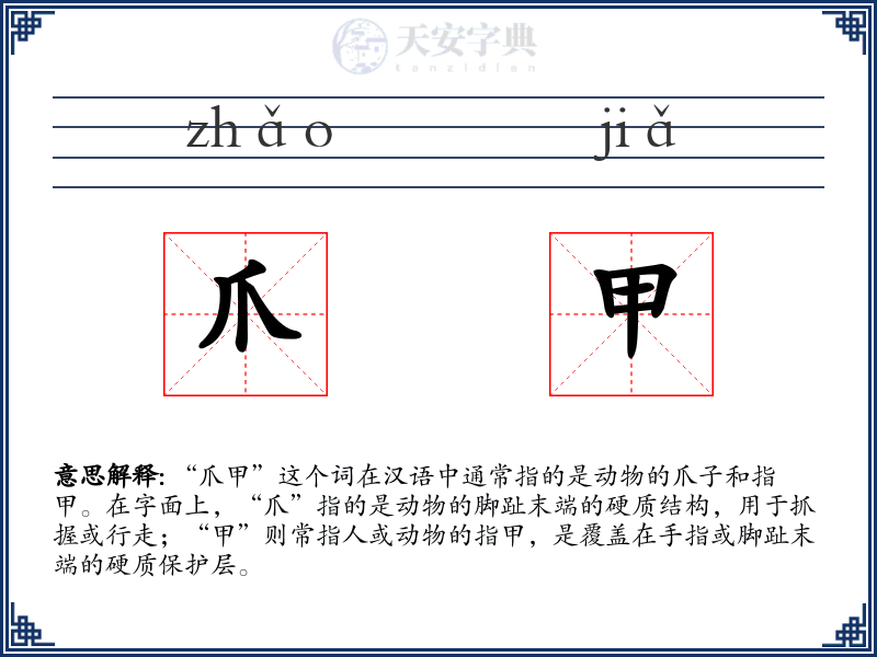 爪甲