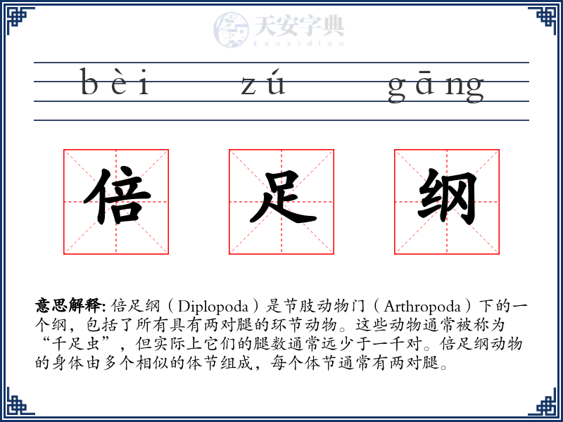 倍足纲