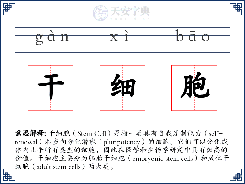 干细胞