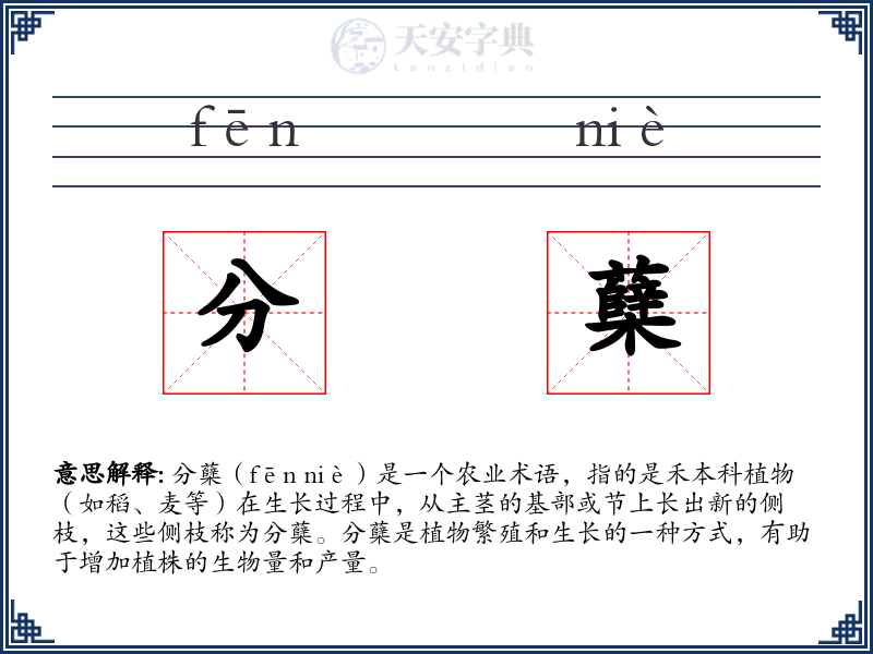 分蘖