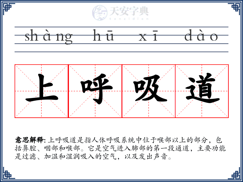 上呼吸道