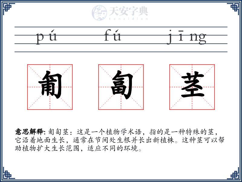匍匐茎