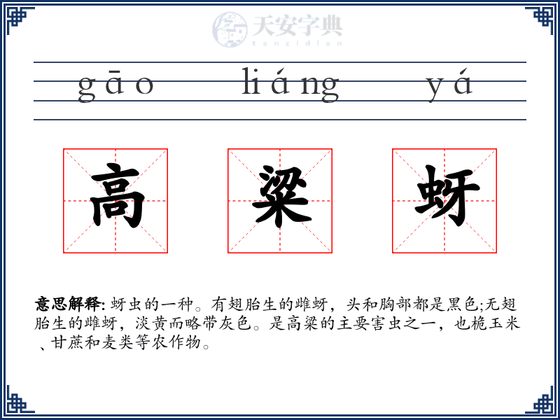 高粱蚜