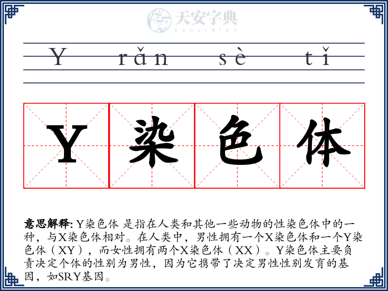 Y染色体