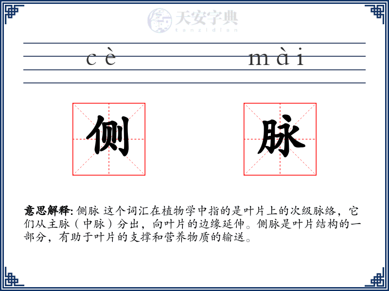 侧脉