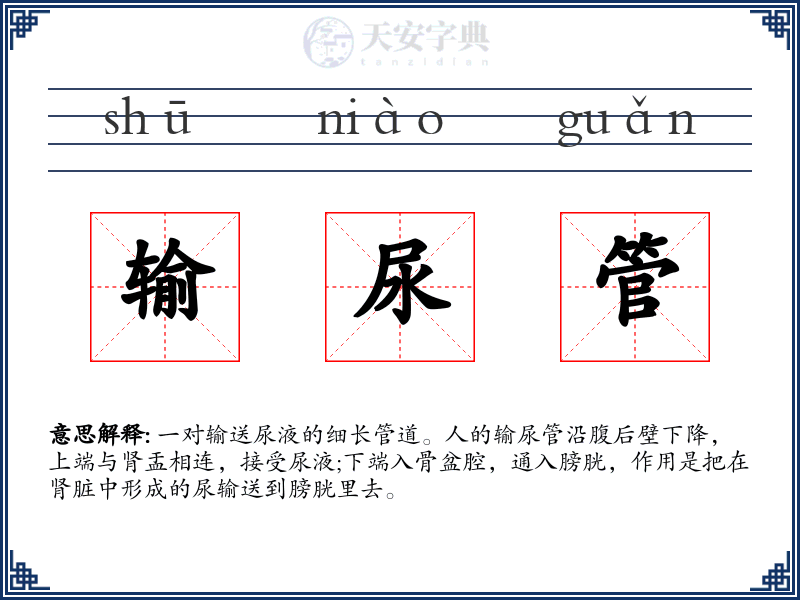 输尿管