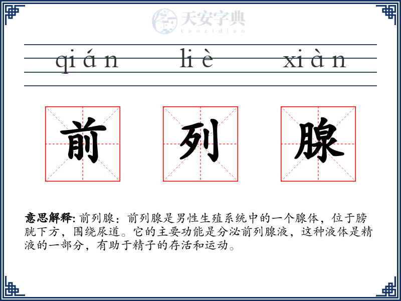 前列腺