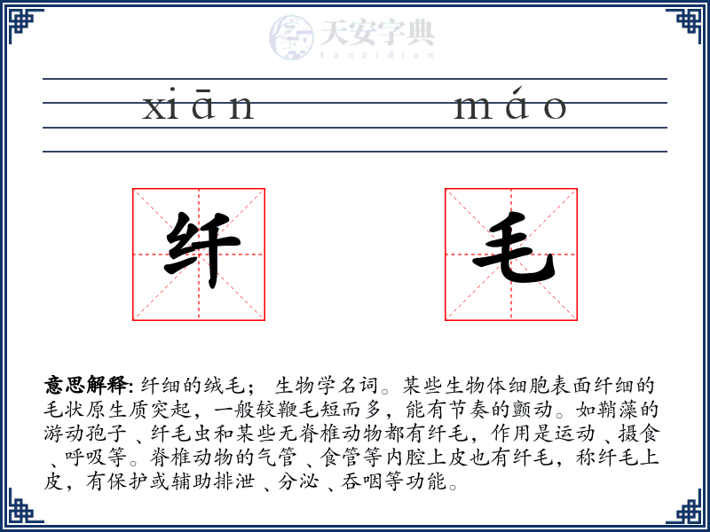 纤毛