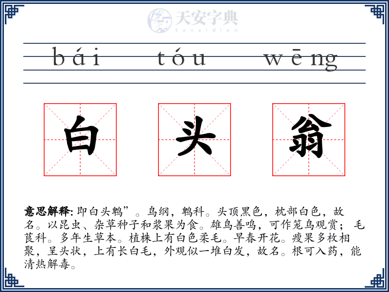 白头翁