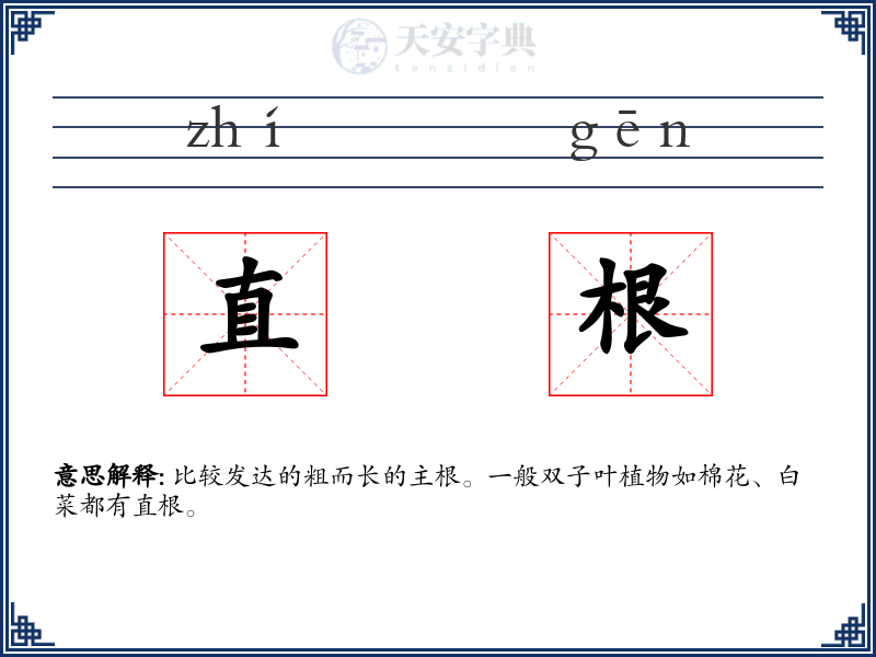 直根