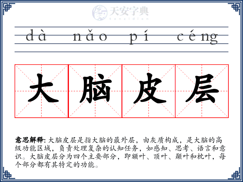 大脑皮层