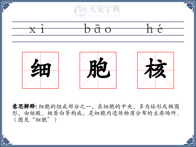 细胞核