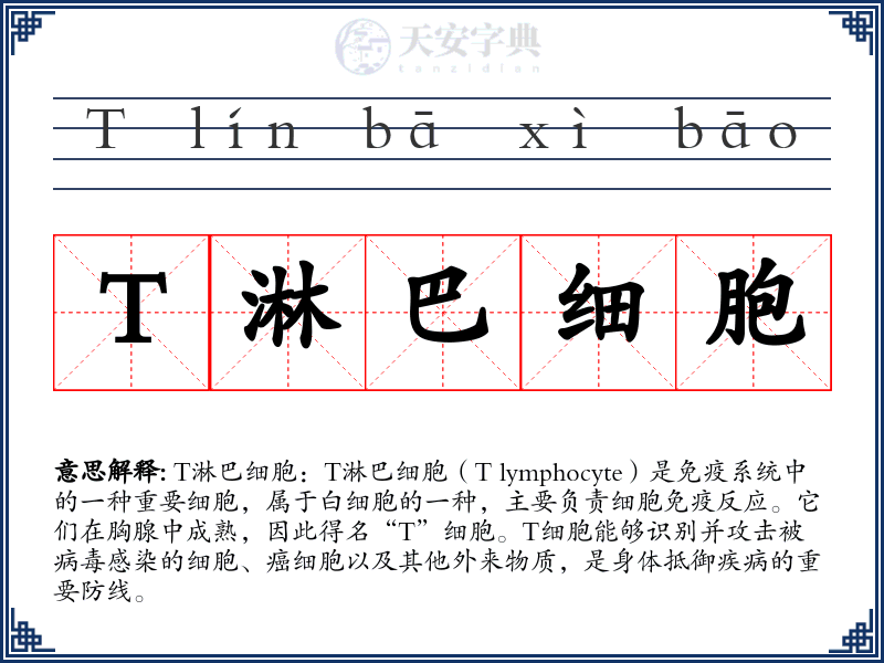 T淋巴细胞
