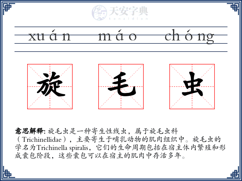 旋毛虫