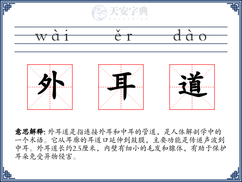 外耳道