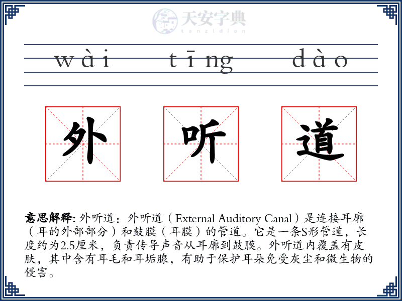 外听道