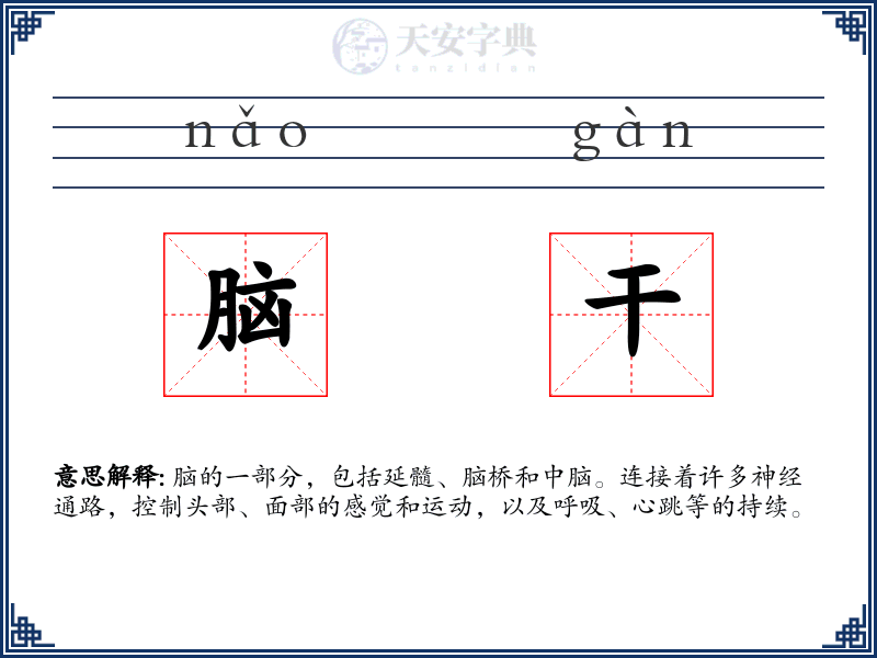 脑干