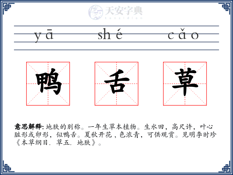 鸭舌草