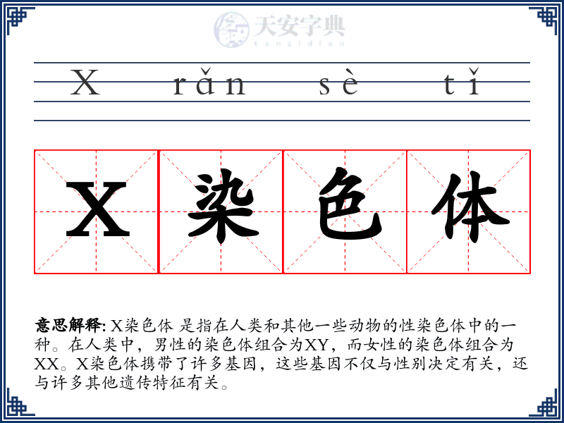 X染色体