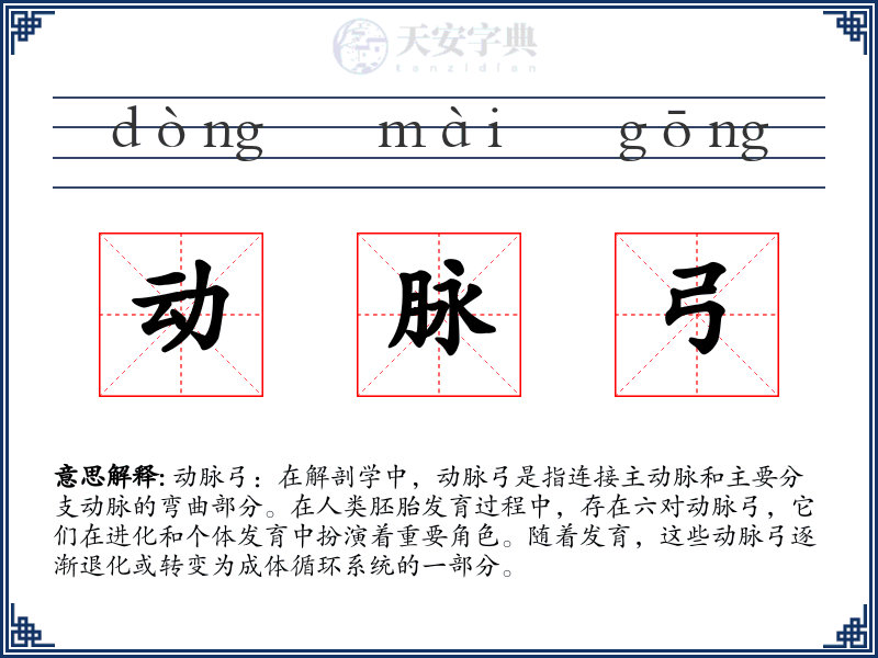 动脉弓