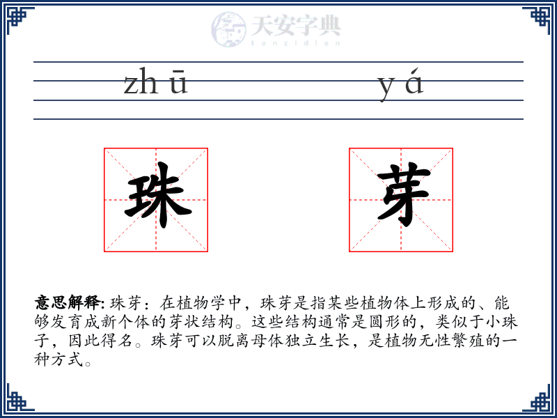 珠芽
