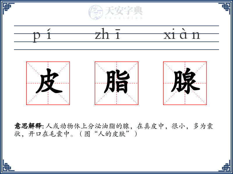 皮脂腺
