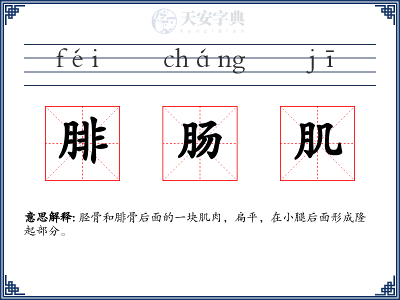 腓肠肌