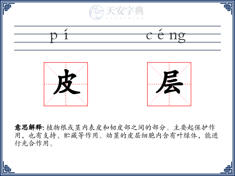 皮层
