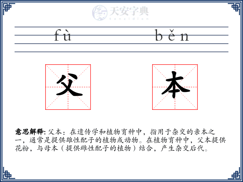 父本