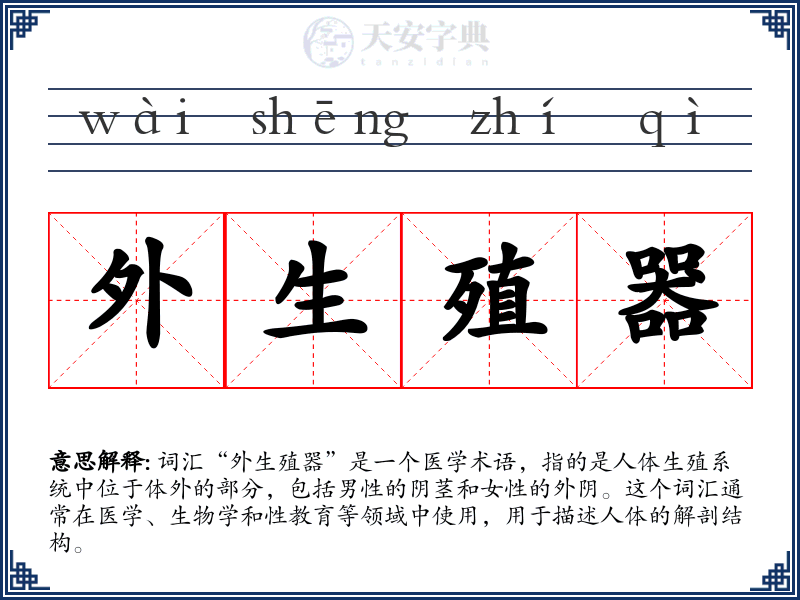 外生殖器