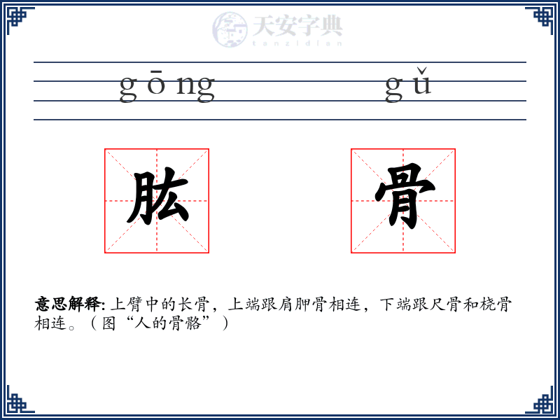 肱骨