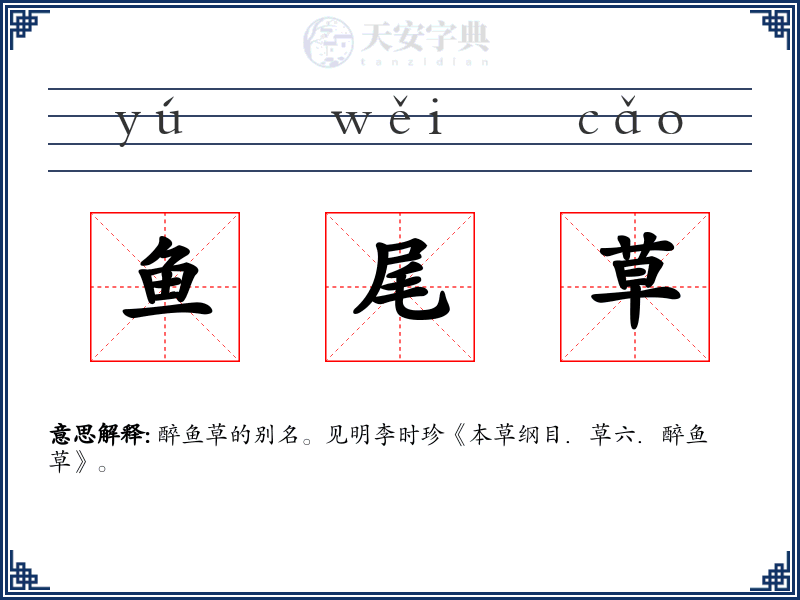 鱼尾草