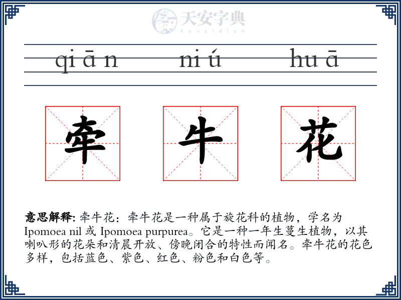 牵牛花