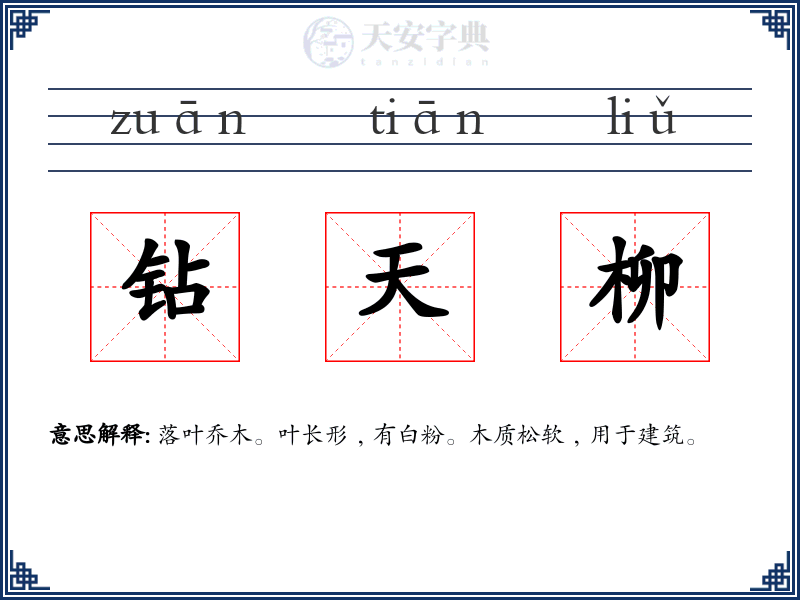 钻天柳
