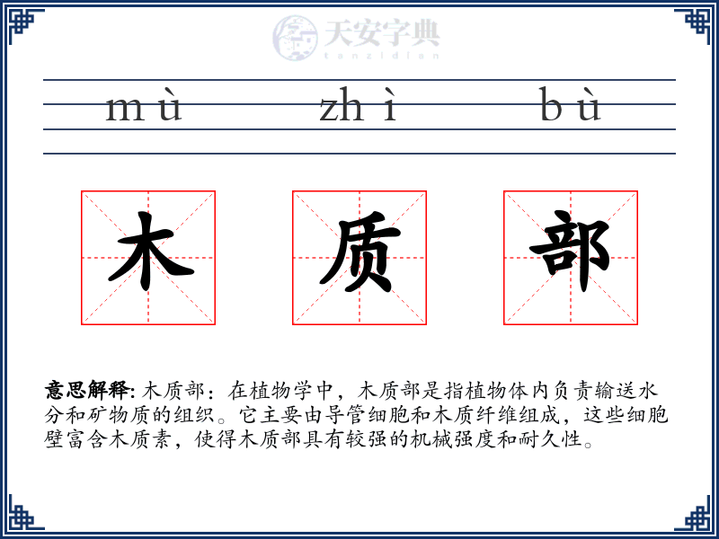 木质部